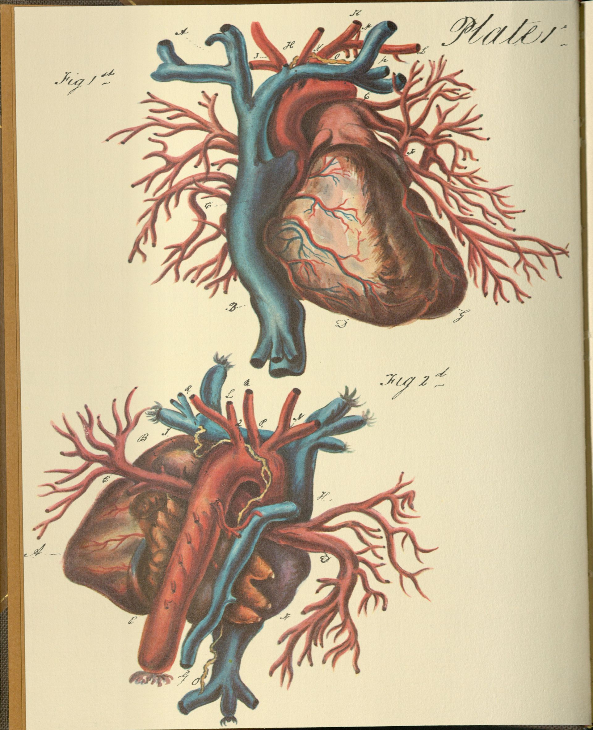 Illustrations of the heart in red and blue