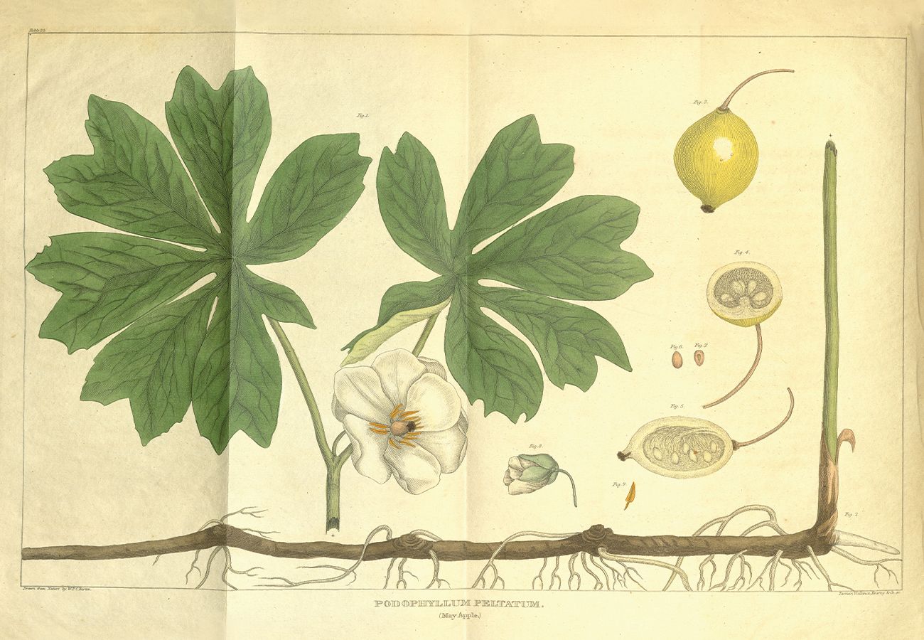 Slightly weathered botanical illustration of May Apple. A brown stem with roots lines the bottom of the illustration, with dark green leaves, a white flower, and a yellow fruit above.