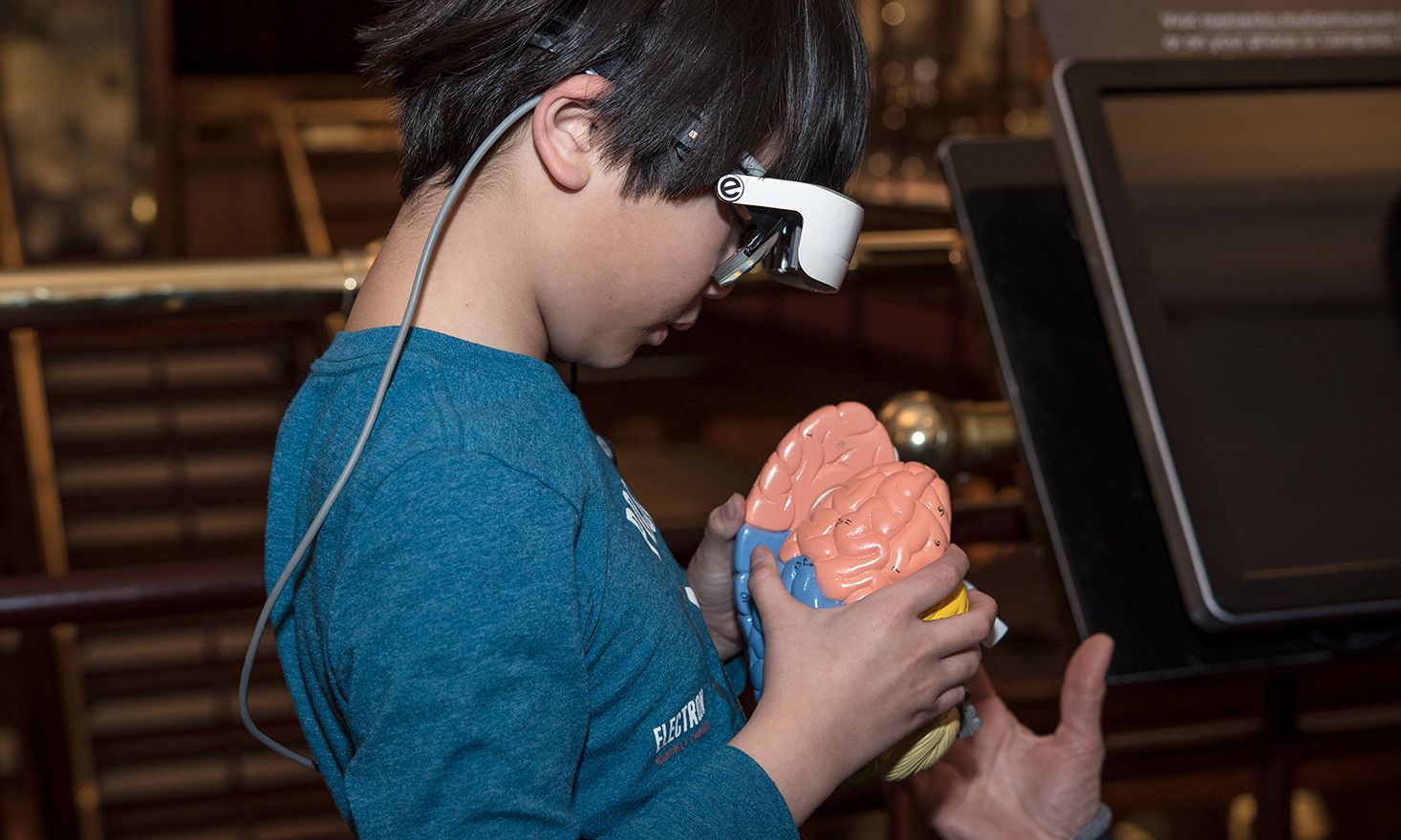Child looking at a model of a brain.