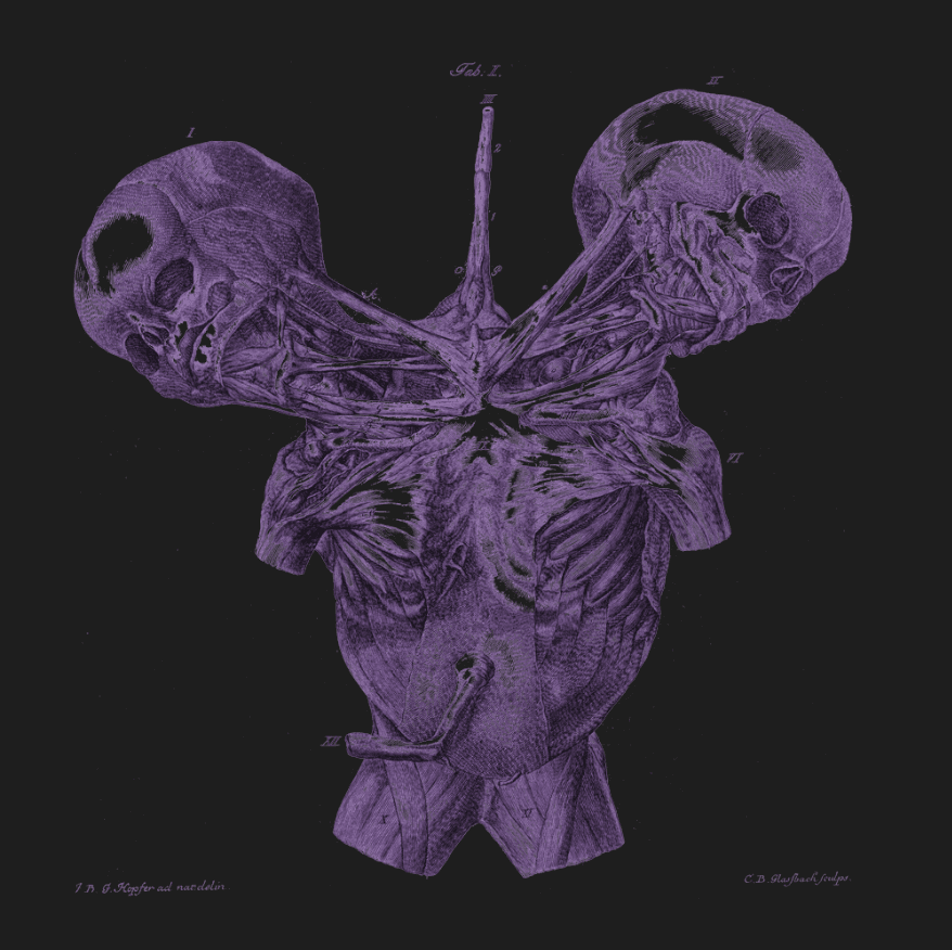 Purple illustration of muscles of two human bodies connected down the center on a black background