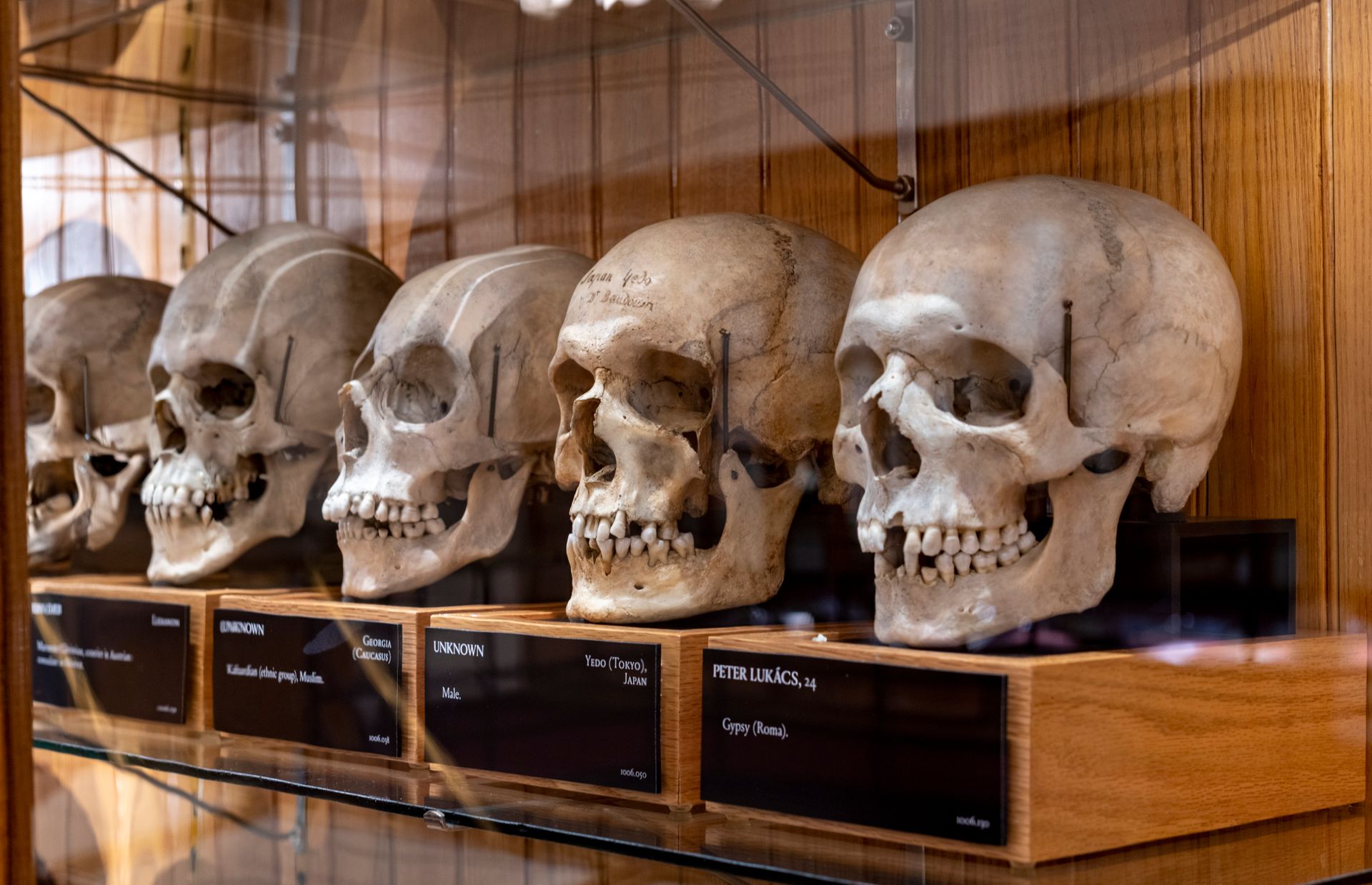 View of several skulls on a display shelf