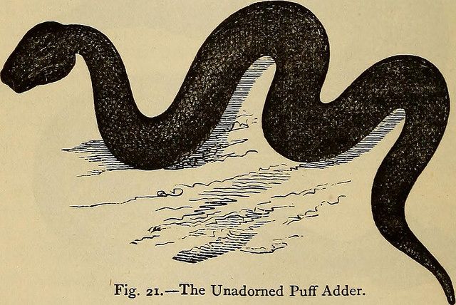 Image of an unadorned puff adder from 1873