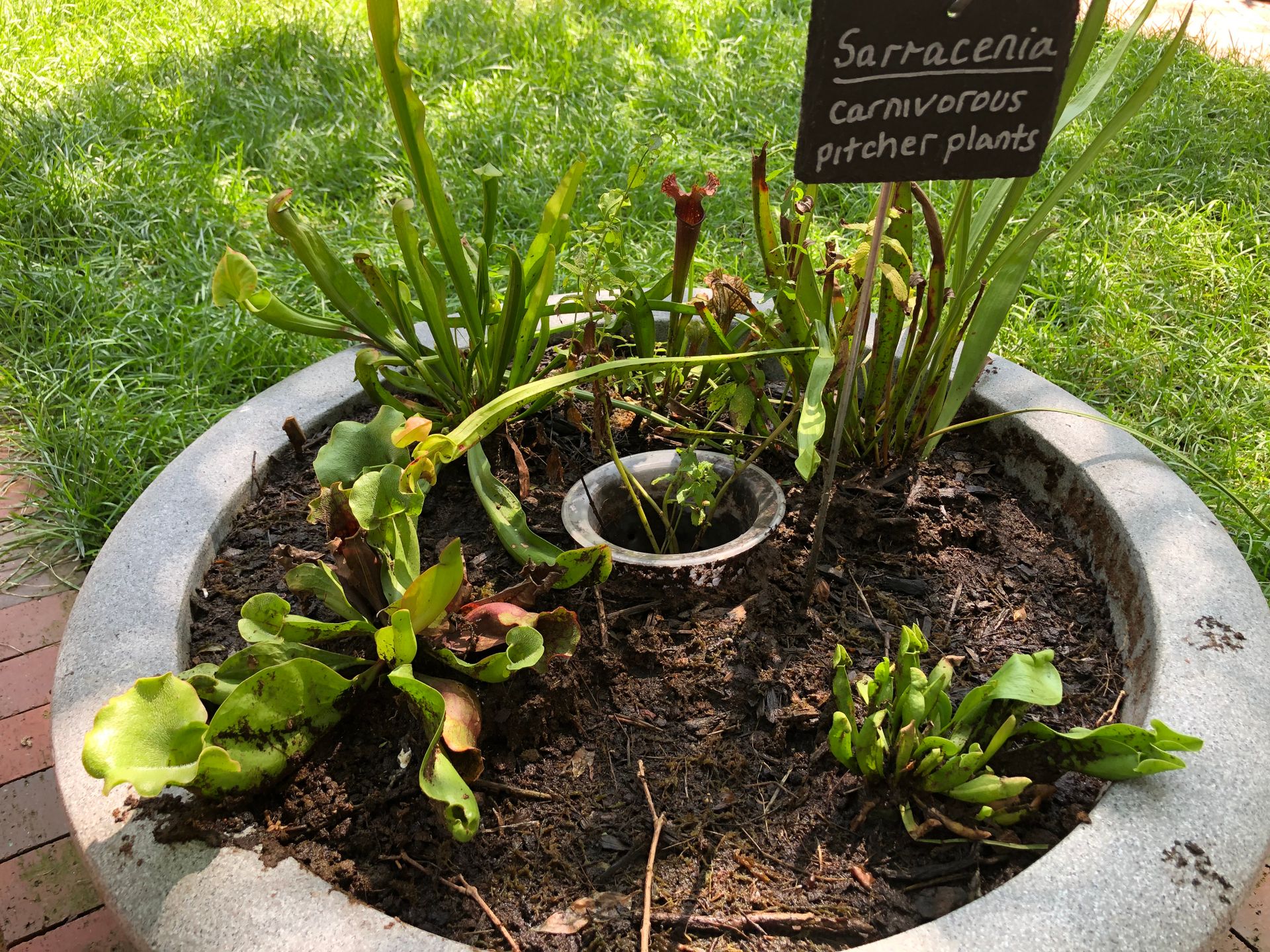 Photo of a Saarracenia plant with a label that reads &quot;Sarracenia Carnivorous Pitcher Plant&quot;
