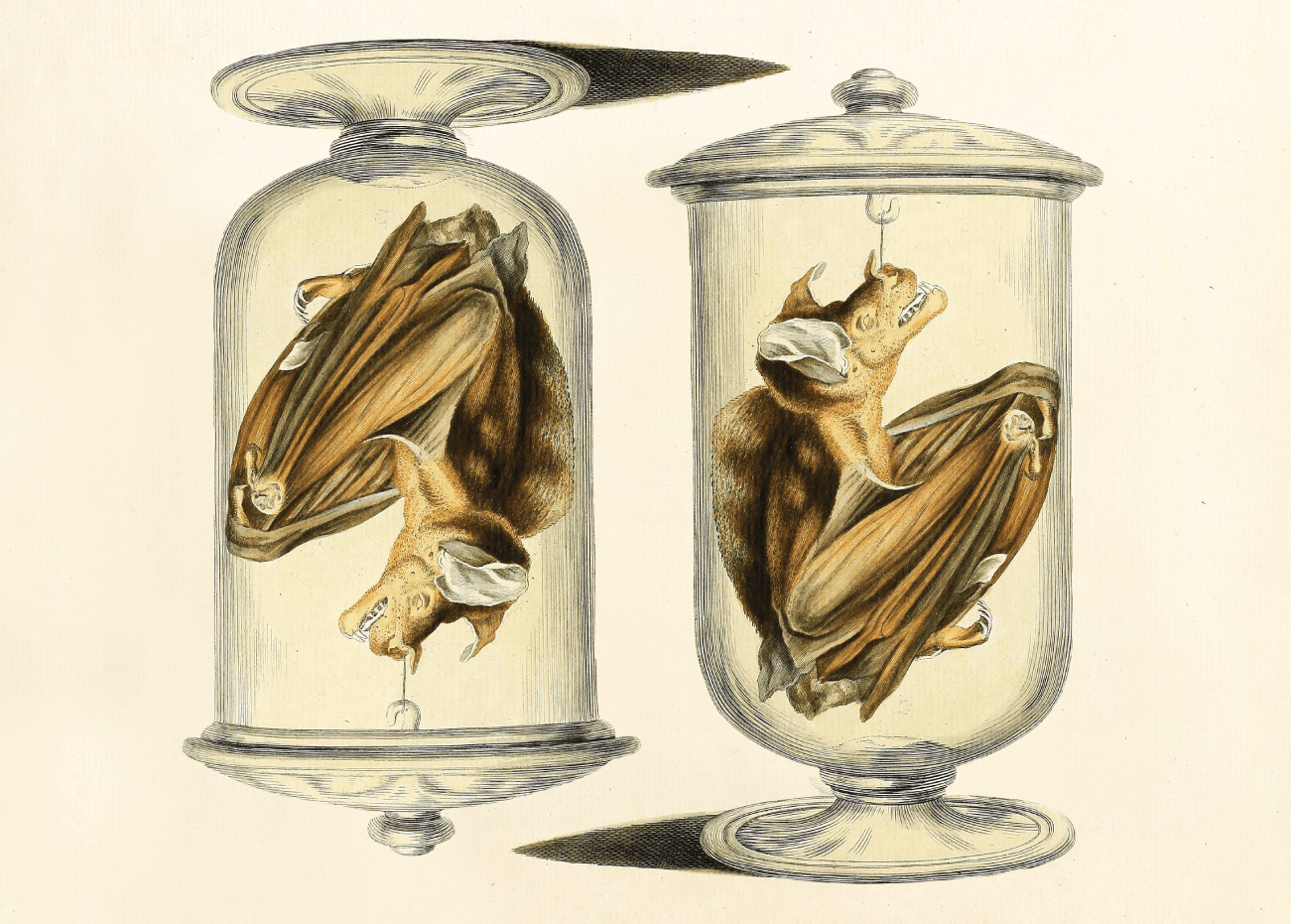 Illustration of two Victorian-looking glass jars with lids, each holding a brown bat specimen, against a cream-colored background. One is upside down.