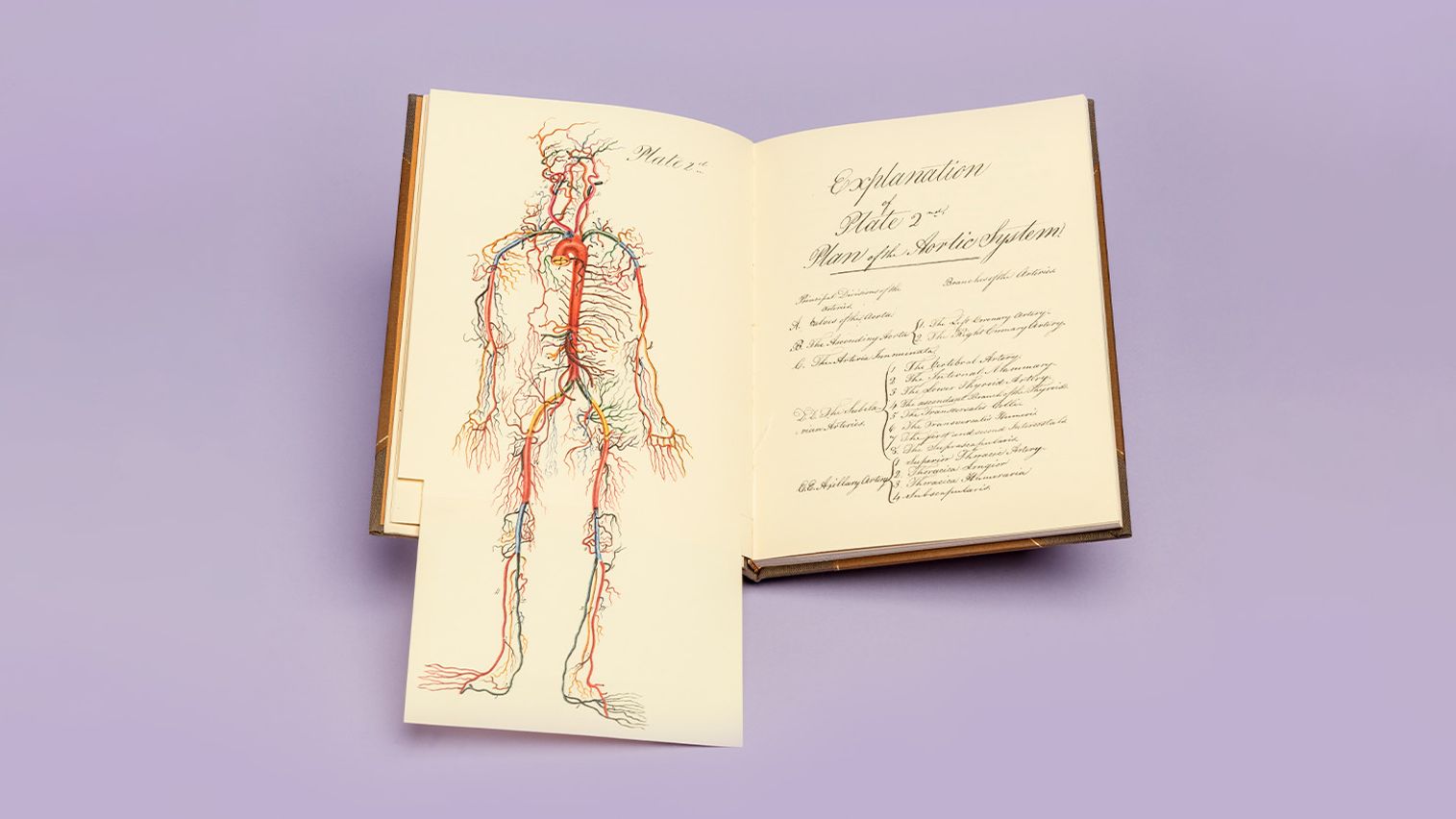 Book propped open to display an illustration of the arteries of the human body, against a purple background