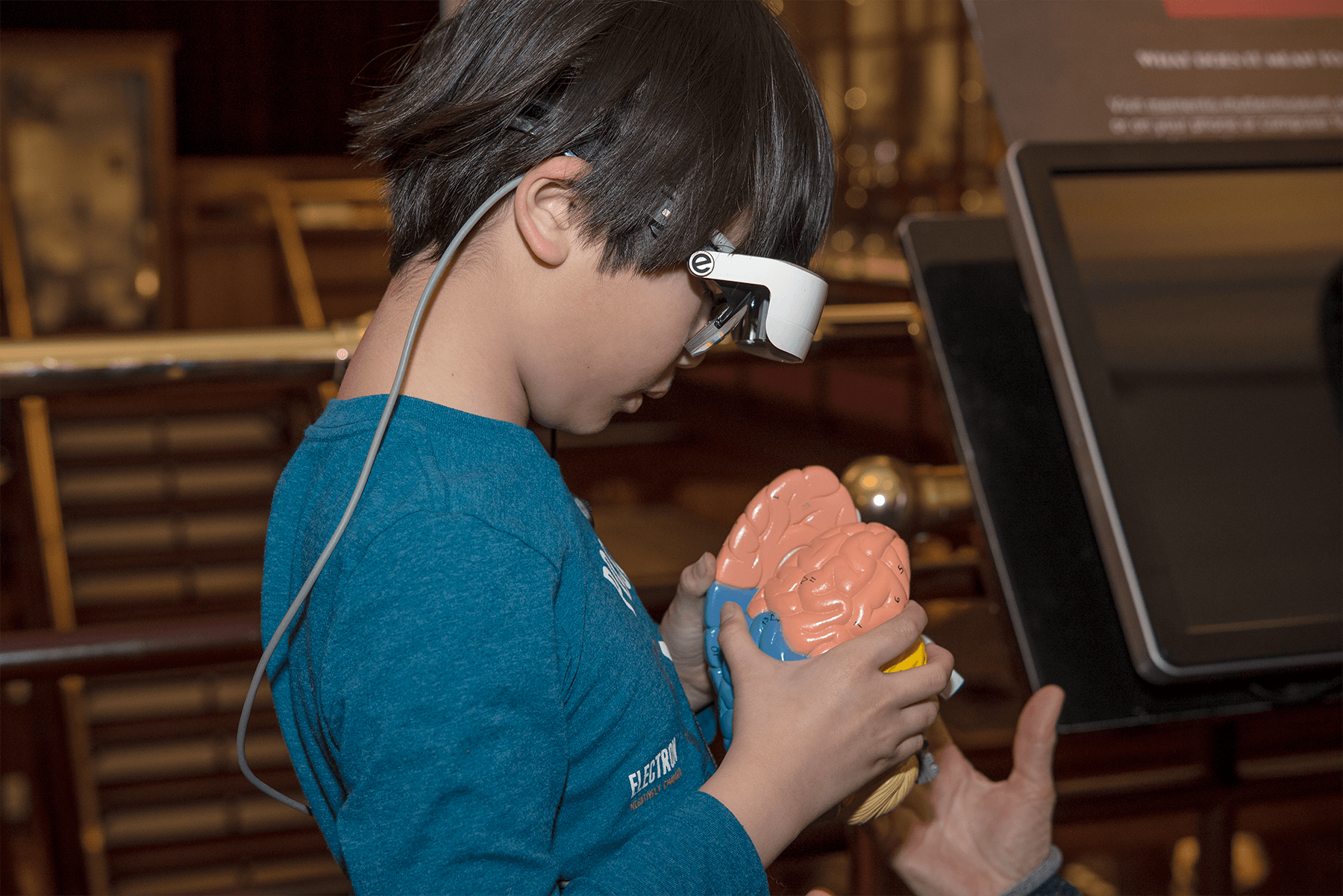 Young child stands in the Mütter Museum holding a colorful model of the human brain