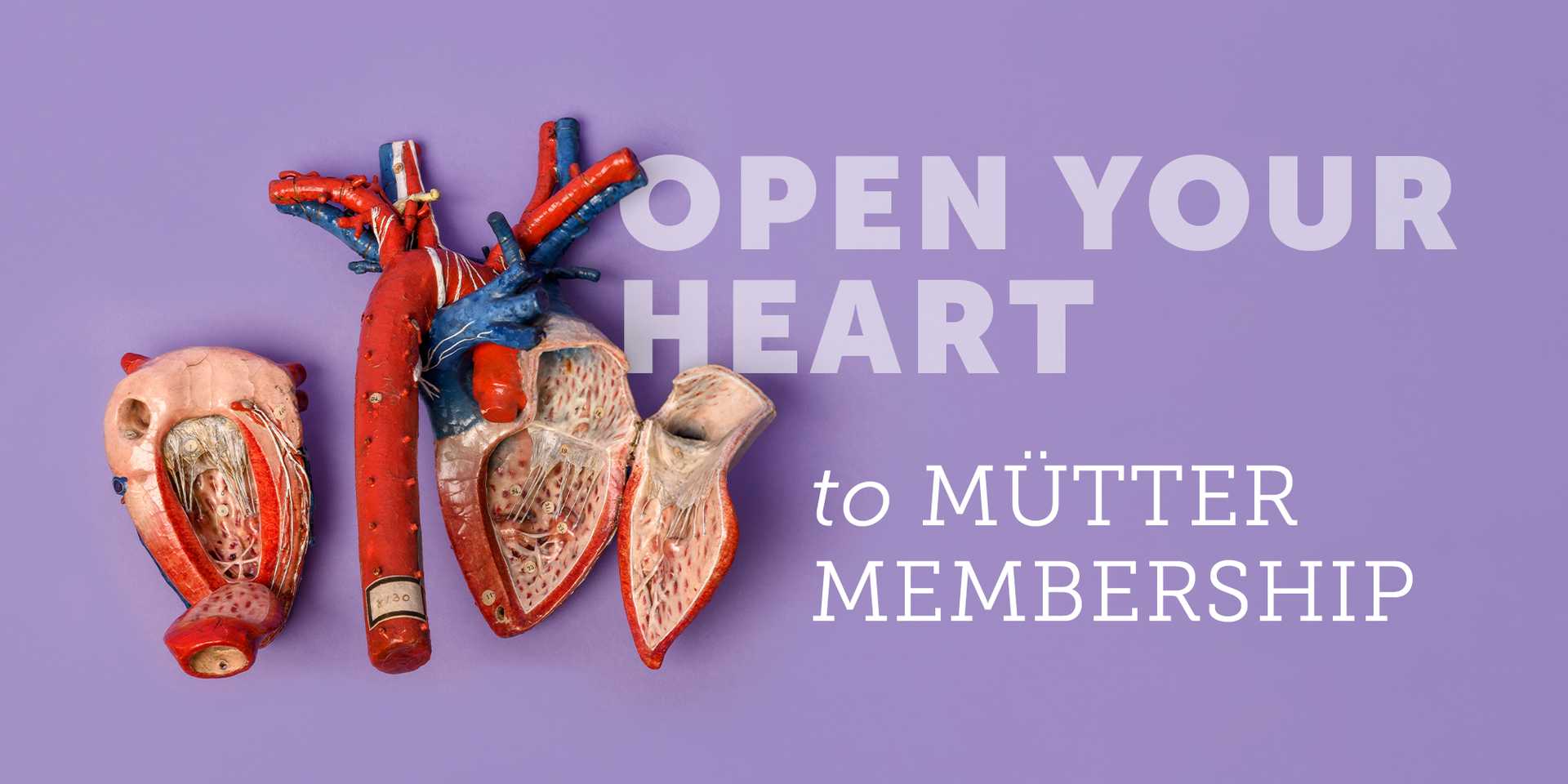 Papier-mâché model of a human heart, with the text "Open your heart to Mütter membership" against a purple background