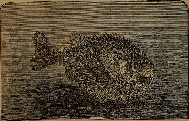 1875 drawing of a pufferfish