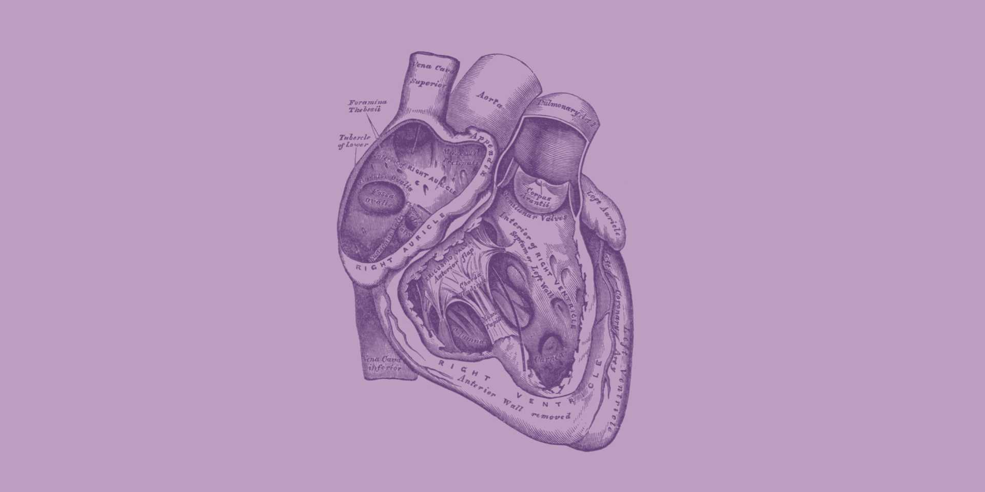 Dark purple illustration of heart against a light purple background