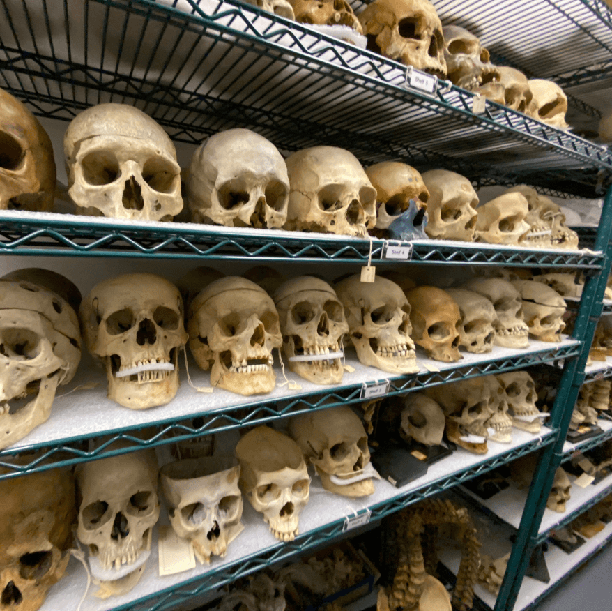 Dozens of skulls lined up on green storage shelves.