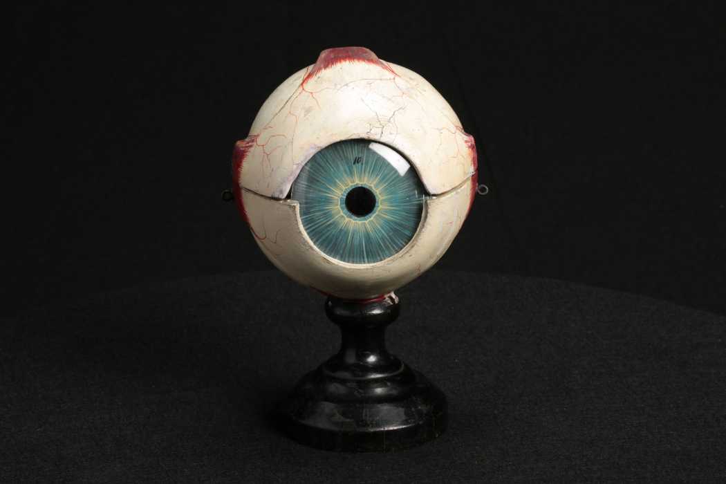Image of a Papier Mache Eye model on display at the Mütter Museum