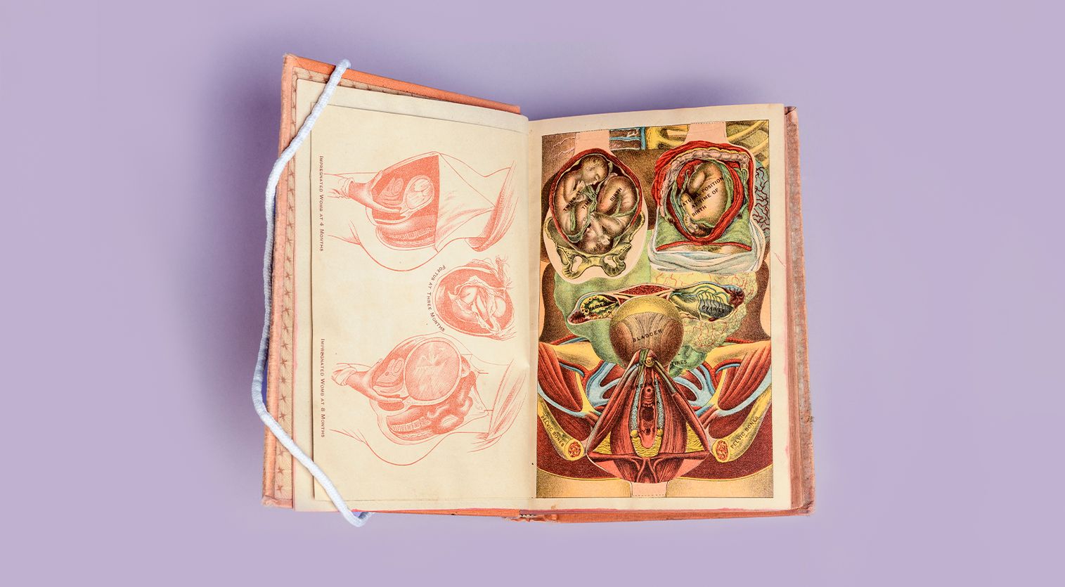 Book propped open to show colorful anatomical illustrations against a purple backdrop