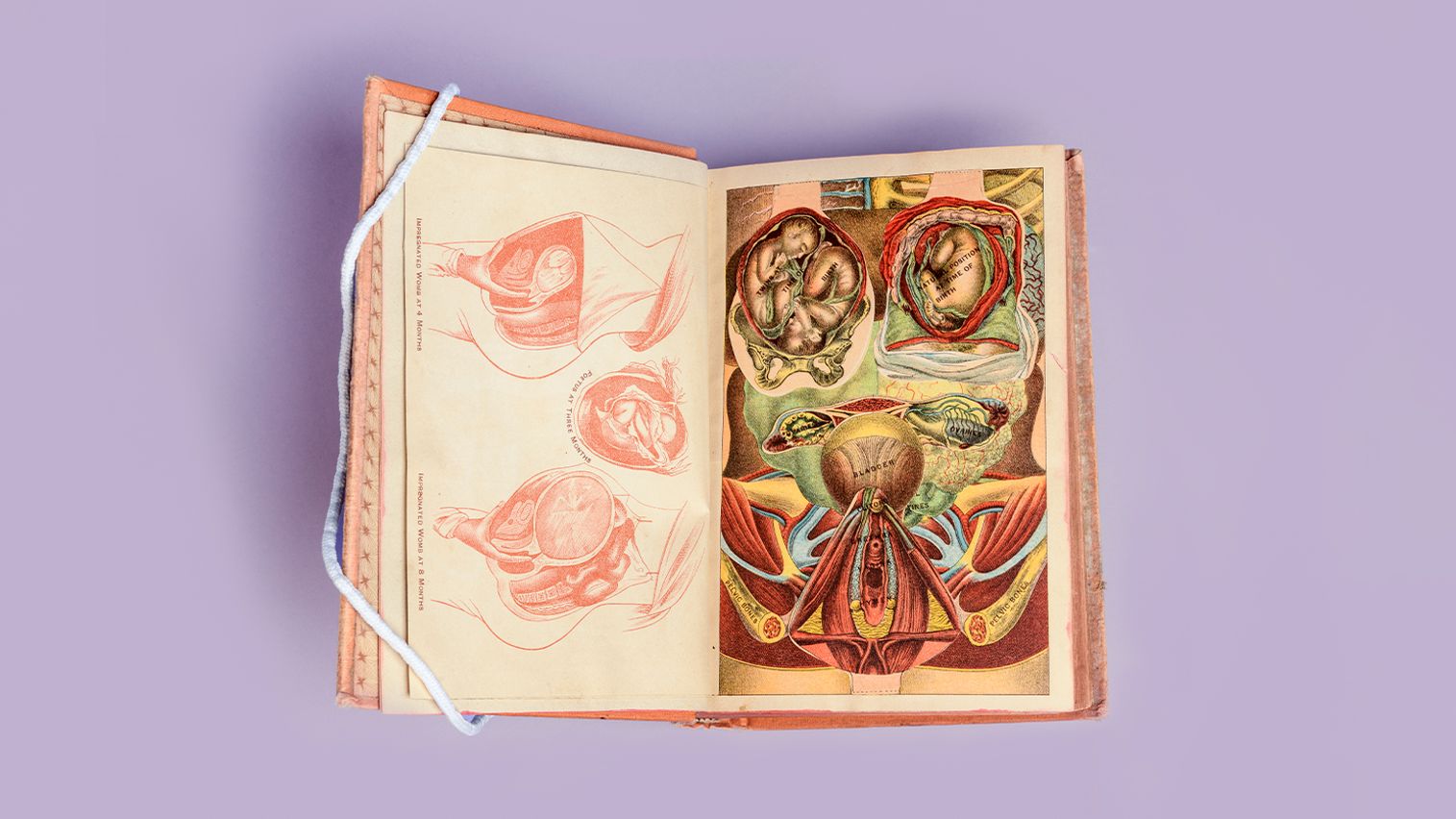 Book propped open to show colorful anatomical illustrations against a purple backdrop